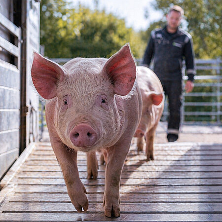 Schweine auf einer Verladerampe, begleitet von einem Mitarbeitenden.