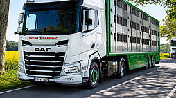 Westfleisch-Tiertransport-Lkw und weiterer Sattelzug auf einer baumgesäumten Landstraße neben einem Rapsfeld.