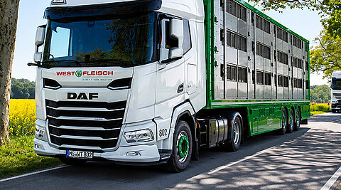 Westfleisch-Tiertransport-Lkw und weiterer Sattelzug auf einer baumgesäumten Landstraße neben einem Rapsfeld.