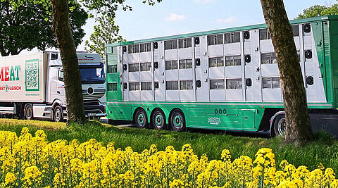 Mehrere Wetralog- und Westfleisch-Lkw auf einer Landstraße neben einem blühenden Rapsfeld.