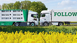 Wetralog-Tiertransport-Lkw und Westfleisch-Kühlfahrzeug begegnen sich auf einer Landstraße neben einem Rapsfeld.
